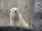旭山動物園“視察”（笑）